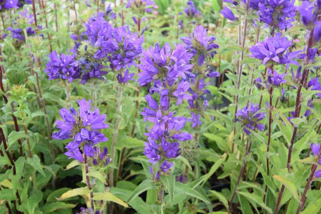 Campanula glomerata 'Superba' ---